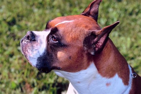  Boxers have smooth and short coats that will shed a little year-round and require minimal grooming